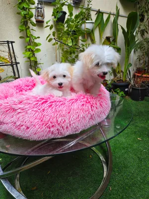 2 months,Maltese puppies 3000Aed
