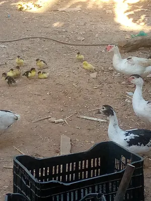 للبيع الحبه ب5دينار للبطه والكل على حساب 4دنانير