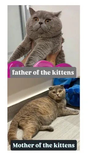 Scottish Fold / Scottish Straight Kittens for Sale