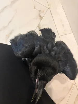 غراب raven
