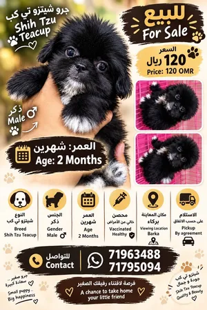 Adorable puppy for sale