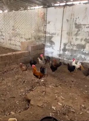 دجاج عماني