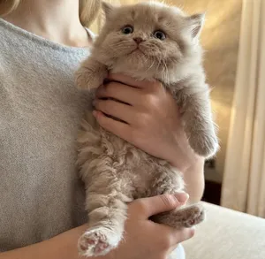 Exquisite British Longhair Kitten – Fawn Double Coat