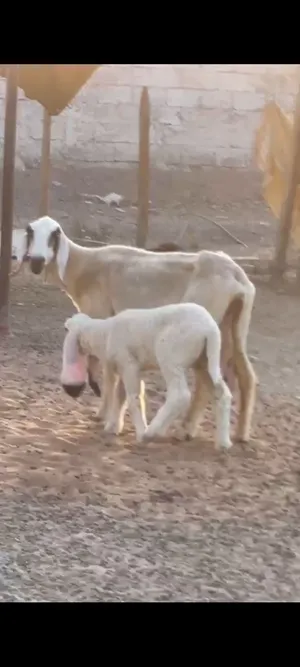 للبيع يعد كجلا مع رخل  الحالة ماشاالله طيب  السعر:عندالاتصال  الموقع الذيد الشارقه