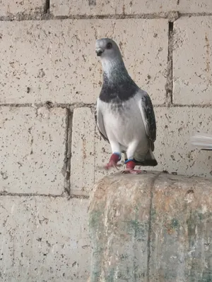 طواير وفحول  شغالات وخاليف كوم او قطع .......الموقر