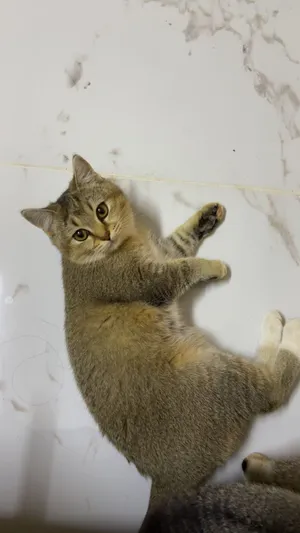 قطة مكس بريتش شورت هير 4 اشهر
