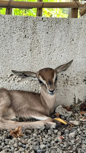غزال اليف جداً
