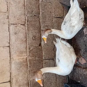بط للبيع بصحه جيده