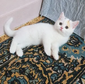 قطط هملايا وبيرشن