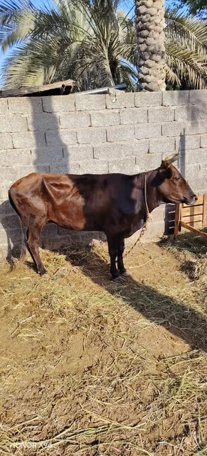 بقرا للبيع