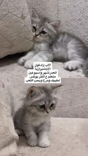 الاب :رادغول الام:شيرازية العمر:شهر واسبوعين متعلم ع اللتر بوكس لطييف ومرح ويحب اللعب