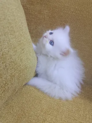 قطط شيرازي برسوم بسيطه