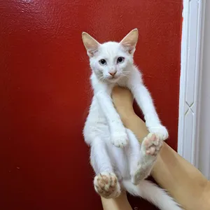 قطة منزلية للتبني