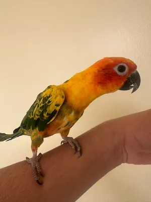 صن كنيور مفطوم لعوب واليف جداً sun conure for sell (700 AED)