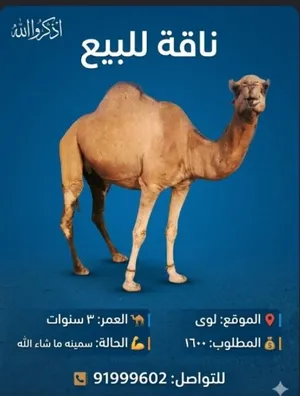 ناقة للبيع سمينه ما شاء الله