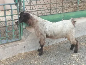 للبيع عنز بكر