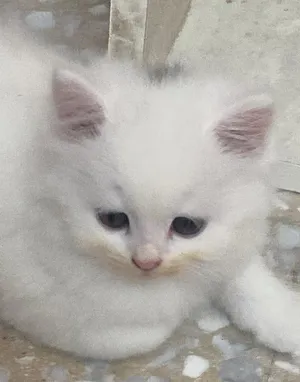 قطة شيرازي  شهرين