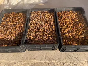 تمور دقلة ودان
