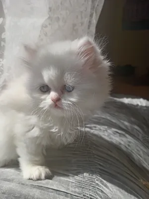 قطط شيرازي