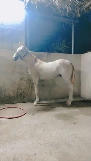 مهر مهجن /الاب عربي