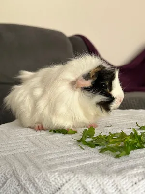 Female guinea pig (5 months old) 200 AED