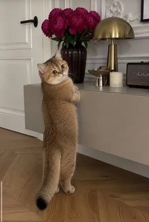 قط سكوتش برتش شورت هير
