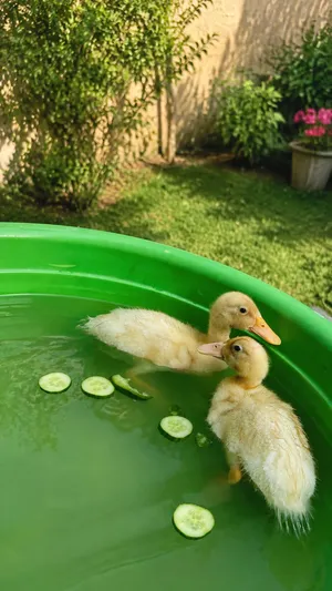 بطات 2 للبيع