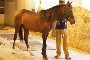 Black Arabian horse