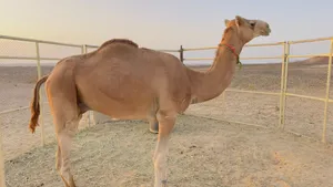 قعود للبيع