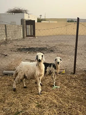 كبش وحمله نجديات