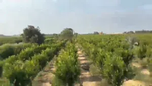 ارض رزاعية 20 فدان بالنوبارية ? ?