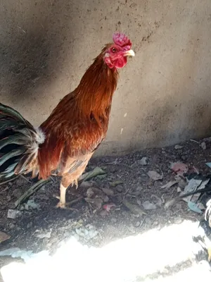 عمرهن 5تشهر