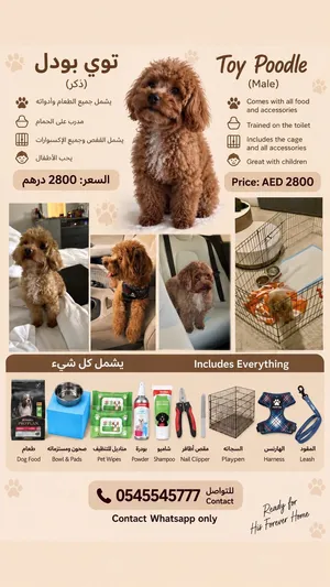 Pure toy poodle, 2.3 kgs