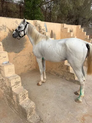 حصان شعبي للبيع