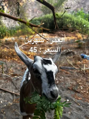 صخاله للبيع صلالي و رحبي