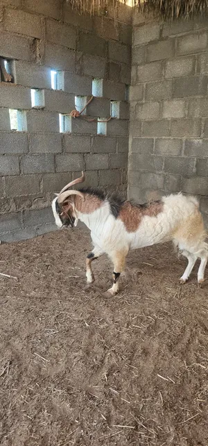 تيس صلالي فاخر
