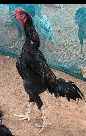 ديك شامو ألماني (من سلالة هزاز) عالي الجودة    للبيع german shamo hhazaz rooster premium quality