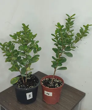 plants for sale