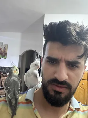 جوز كوكتيل ذكر كوكتيل