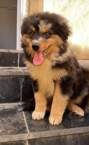 German Spitz