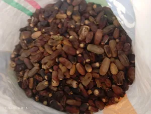 نفيعه   هالسنه جواني كبار