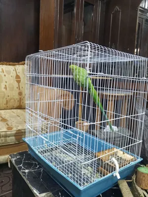 دره هندي بصحه ممتازه