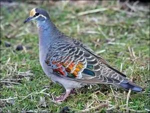 مطلوب مطلوب مطلوب