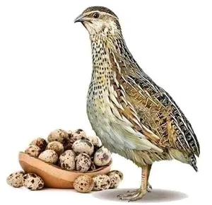 مطلوب مطلوب مطلوب