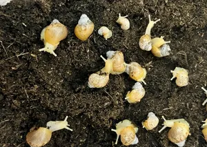 حلزون افريقي عملاق جدا جميل ومناسب للبشره حيوان مايحتاج عنايه كثيره ياكل ورقيات مثل خس خيار جزر تفاح