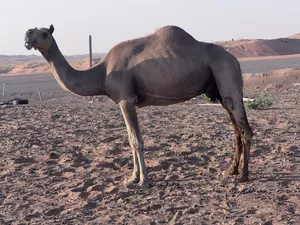 ناقة لبن ام رابع بطن