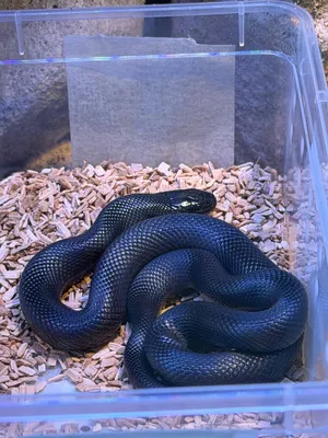 Mexican Black Kingsnake for Sale