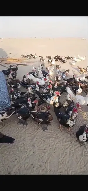للبيع بط مصرى مسكوفي