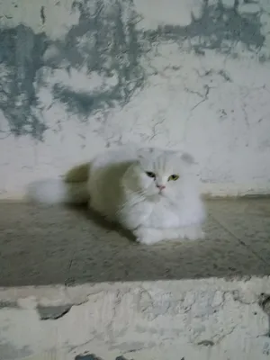 بسه صلات النبي بتجنن