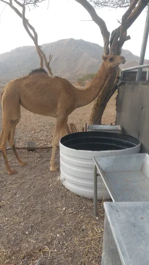 لبيع بكره حج بكره طيبه